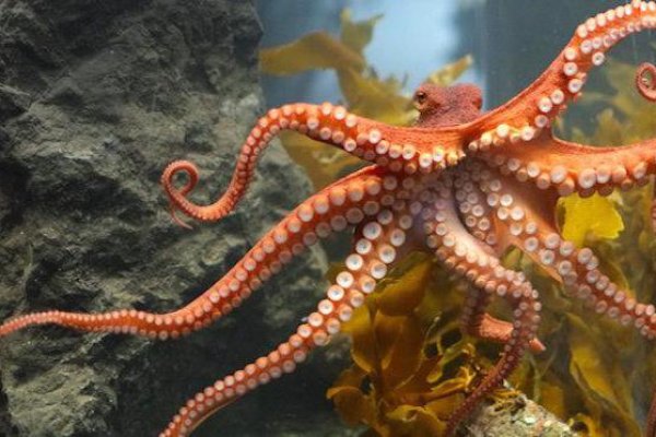 Tor kraken маркет