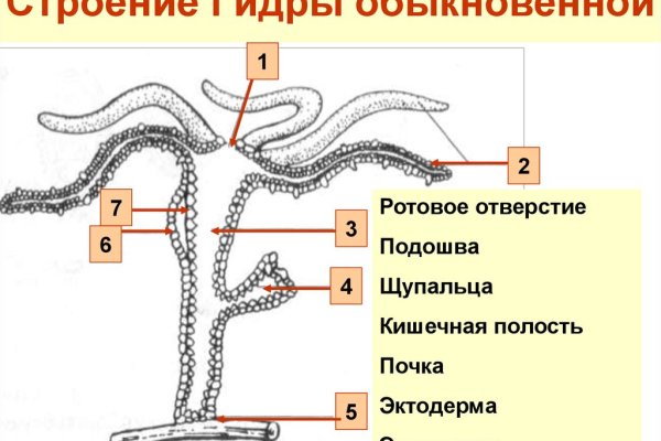 Kraken 19 at сайт