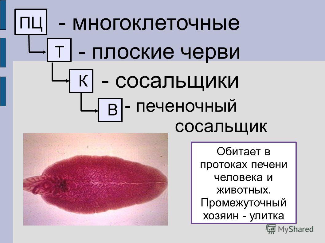 Kraken market ссылка