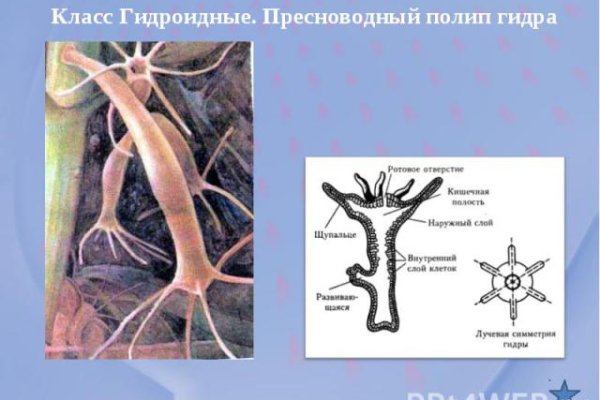 Кракен сегодня сайт зеркало