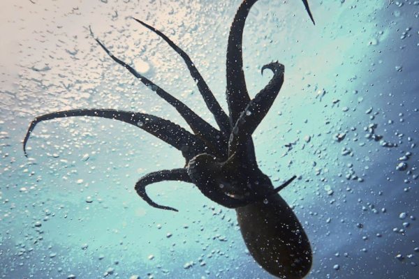 Kraken зеркала kr2web in