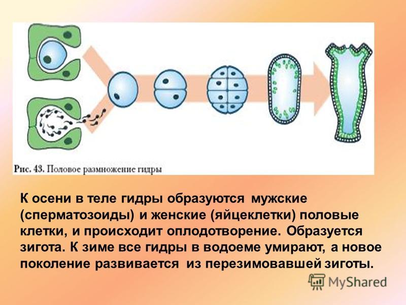 Ссылка на кракен тор магазин